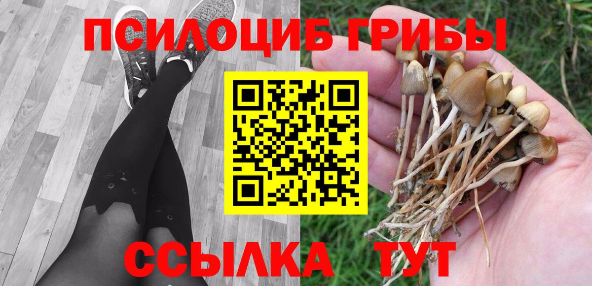 Севастополь  Галлюциногенные грибы Psilocybine cubensis  Вход с VPN 